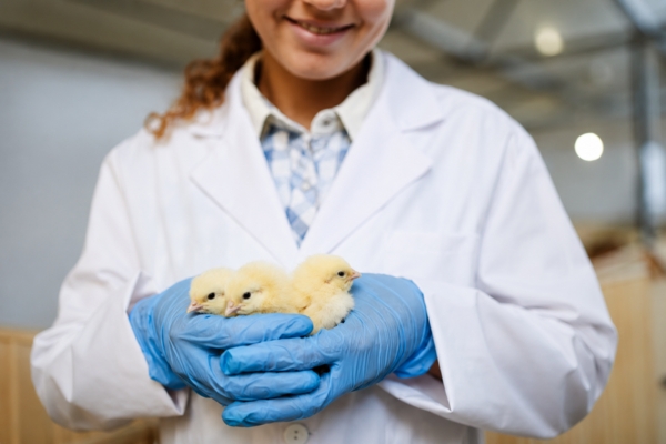 animaux laboratoire