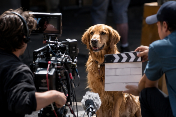 chiens cin�ma acteur