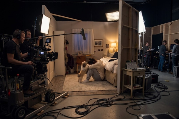 chiens tournage