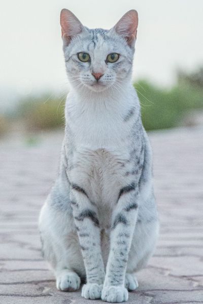 chat mau egyptien