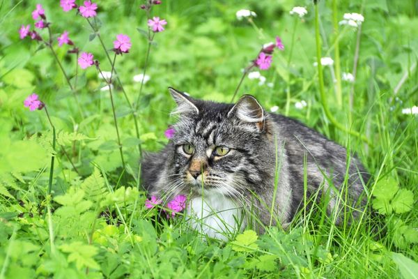 chat norvegien