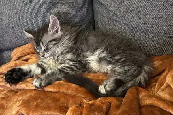 chaton maine coon
