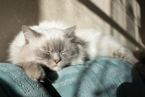 chat ragdoll