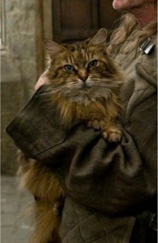 miss teigne maine coon