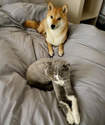 exotic shorthair et chien