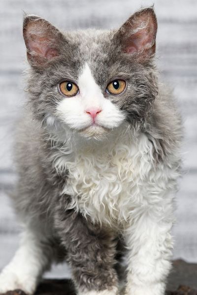 chat frise selkirk rex