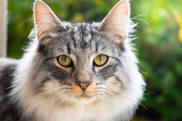 photo de chat norvegien